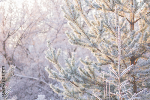 young spruce in frost in winter
