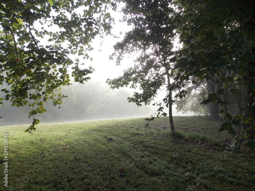 a morning mist