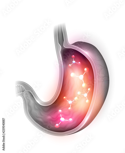 Human Stomach anatomy cross section, molecules inside the stomach on a white background