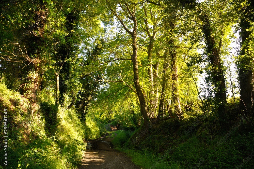 Obraz premium A path in Brittany