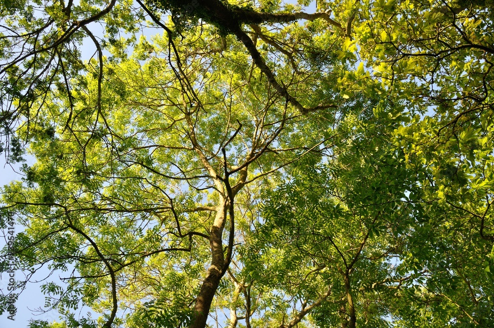 Tree at summer Tree at summer