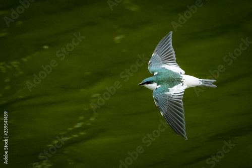 swallow