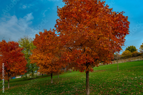 Trees in autumn at park