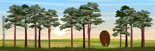 Big brown bear in the meadow near the pine forest. Wild animals of Europe and America. Realistic Vector Landscape