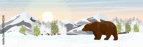 Brown bear is walking in the snow-covered spruce forest. Mountains on the horizon. Wild animals of Eurasia and America. Realistic Vector Landscape