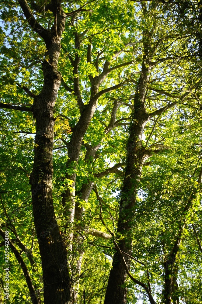 Tree at summer Tree at summer