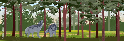 Canvas Print A pack of two wolves in a pine forest
