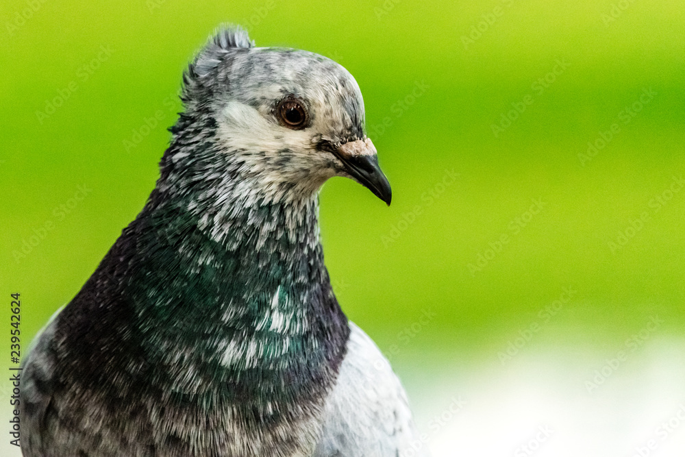 Fototapeta premium pigeon