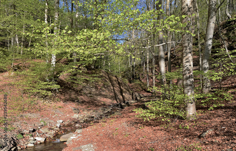 trees of the Casentino forest in early spring. A stream flowing through the rocks trees of the Casentino forest in early spring. A stream flowing through the rocks