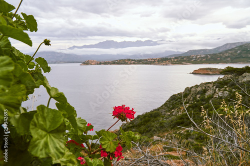 Red flowers in bloom above the Corsica landscape with mountains and sea near Calvi, Corse, France