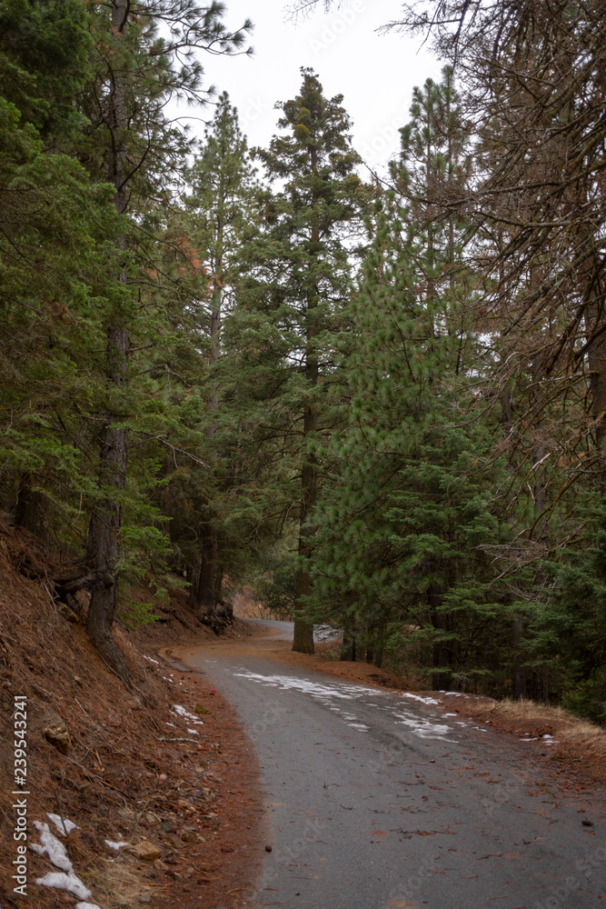 Fototapeta premium road in forest