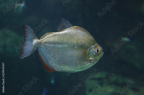 Silver dollar fish (Metynnis argenteus) in their habitat photo