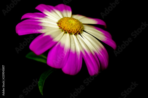 pink daisy