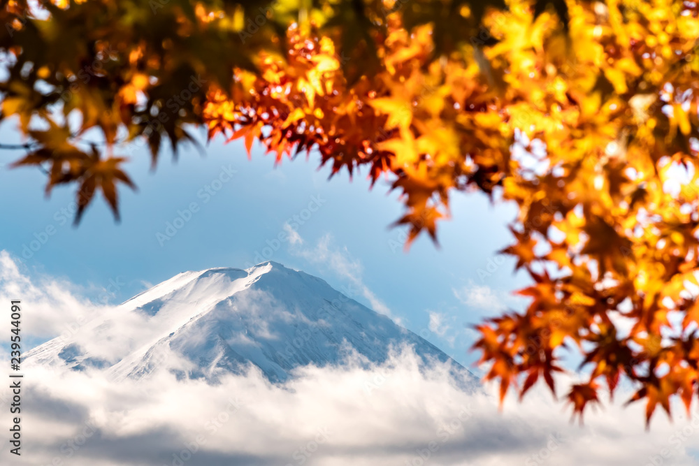 Fototapeta Kolorowa jesień na górze Fuji, Japonia - Jezioro Kawaguchiko jest jednym z najlepszych miejsc w Japonii, aby podziwiać scenerię góry Fuji, w której liście klonu zmieniają kolor, dając obraz liści otaczających górę Fuji.