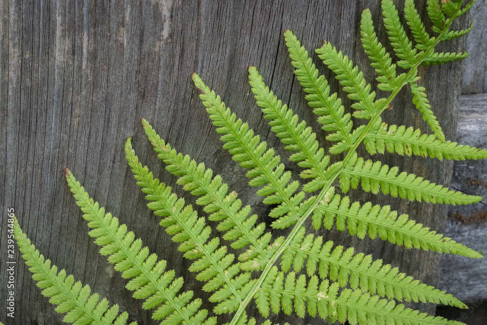 Green fern on old weathered wooden background. Beautiful details of the fern leaves and detailed textures of the wood.