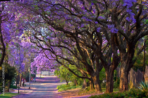 Jacaranda Street