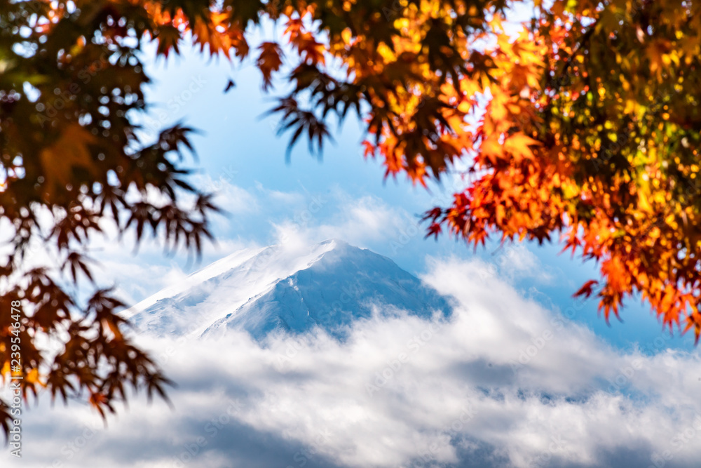 Colorful Autumn in Mount Fuji, Japan - Lake Kawaguchiko is one of the best places in Japan to enjoy Mount Fuji scenery of maple leaves changing color giving image of those leaves framing Mount Fuji. Colorful Autumn in Mount Fuji, Japan - Lake Kawaguchiko is one of the best places in Japan to enjoy Mount Fuji scenery of maple leaves changing color giving image of those leaves framing Mount Fuji.