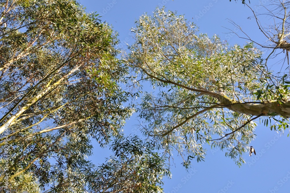 Obraz premium Eucalyptus