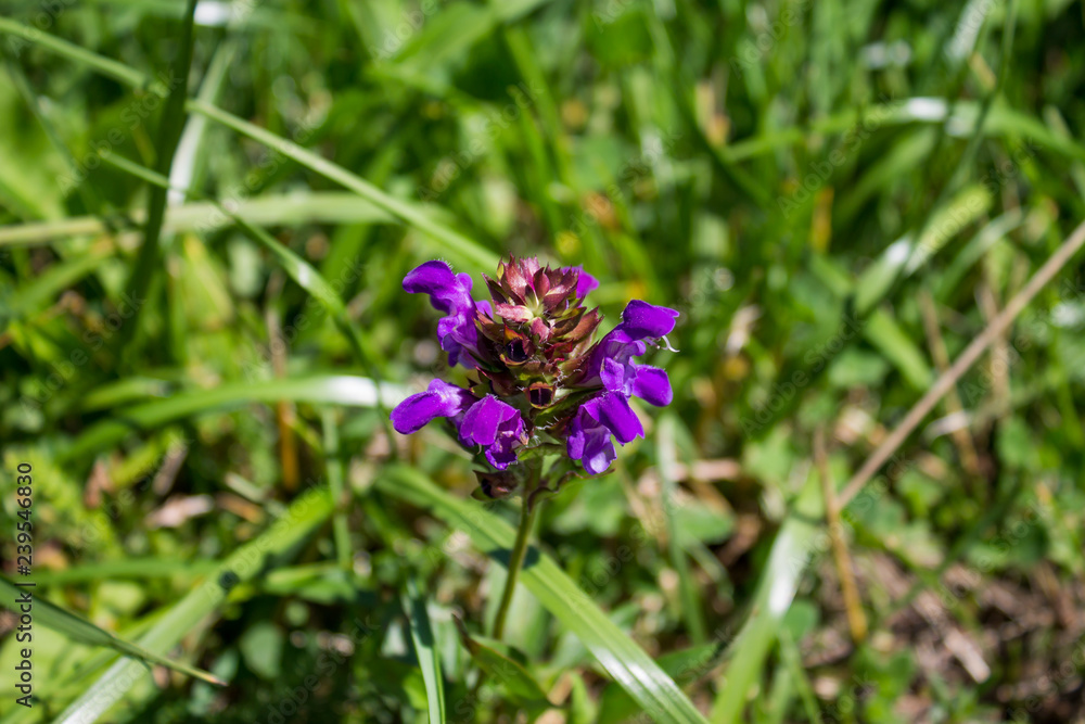 Wild flower with a blurred background Wild flower with a blurred background