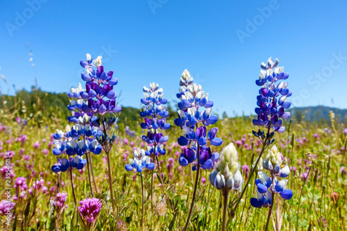 Lupine Against a Blue Sky