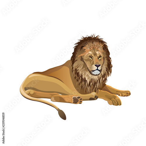African lion lying