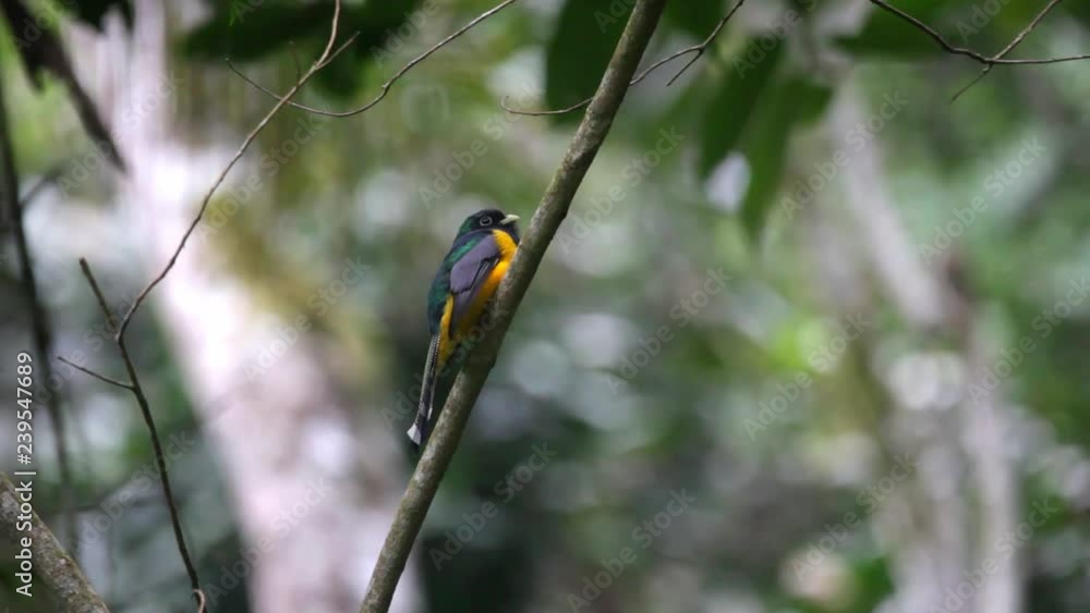 Black-throated Trogon perched on a branch scene. The bird move its head and looks around. Video recorded in Southeast of Brazil. Atlantic Forest Biome. Black-throated Trogon perched on a branch scene. The bird move its head and looks around. Video recorded in Southeast of Brazil. Atlantic Forest Biome.