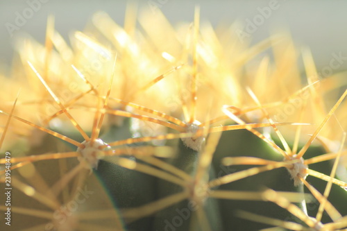 Close up der Stachel eines Kaktus
