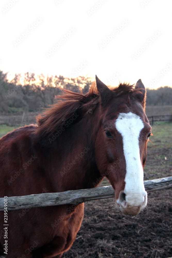 Naklejka premium Horse head. Wild stallion photographed from very close. Sunset in the background.