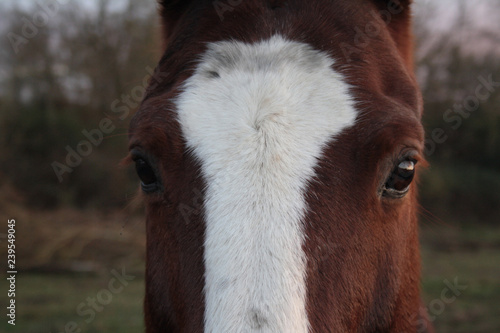 Horse head. Wild stallion photographed from very close. Sunset in the background.