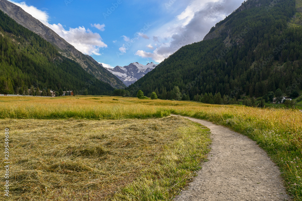 Mountain landscape with a curved footpath among hayfields and snow covered peak in the background in summer, Cogne, Aosta Valley, Alps, Italy