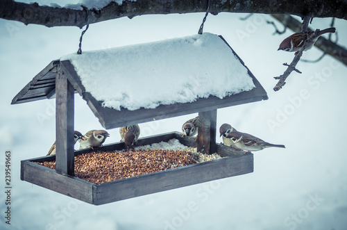 Sparrows on a feeder in winter photo