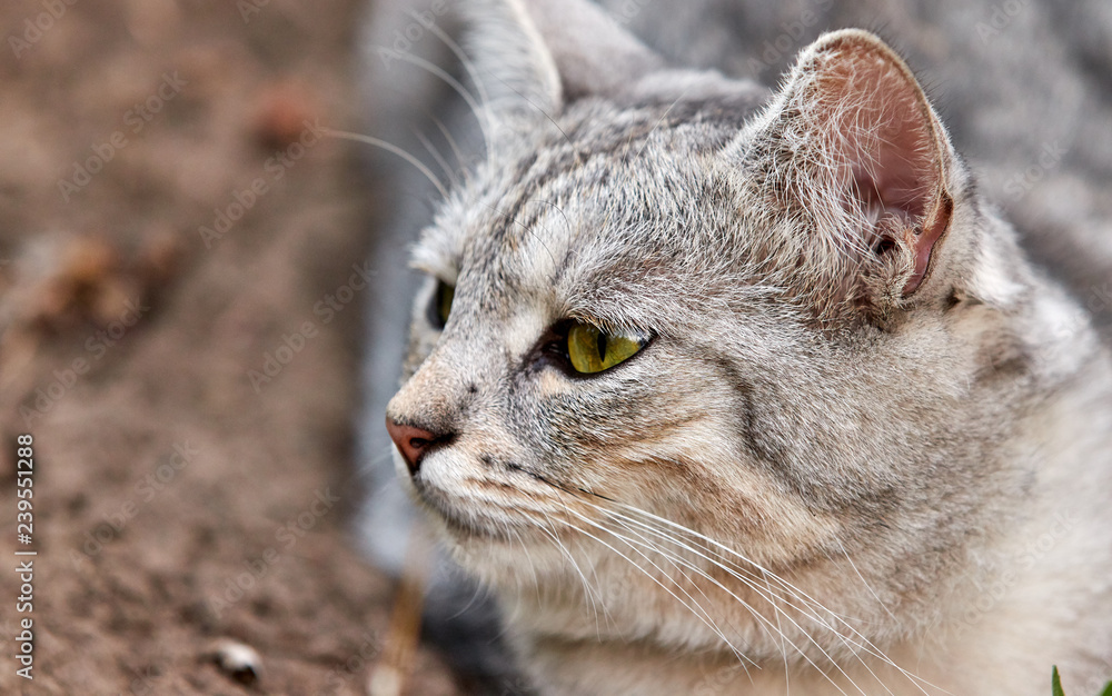 Gray cat with bright green eyes on a green background. Close-up of a cute face Gray cat with bright green eyes on a green background. Close-up of a cute face