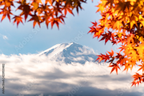 Colorful Autumn in Mount Fuji  Japan - Lake Kawaguchiko is one of the best places in Japan to enjoy Mount Fuji scenery of maple leaves changing color giving image of those leaves framing Mount Fuji.
