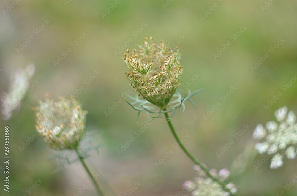 Queen Anne's Lace Flower Queen Anne's Lace Flower