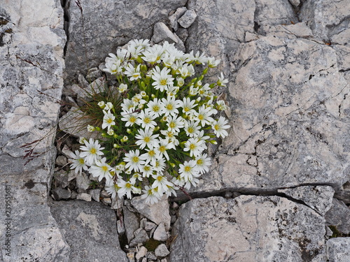 Einblütiges Hornkraut, eine weiße Alpenpflanze - Single-flowered hornwort, a white alpine plant photo