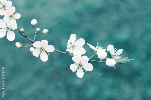 Beautiful springtime nature background blue toned. White apple tree blossom branch, pastel teal colored empty space, soft focus. 

