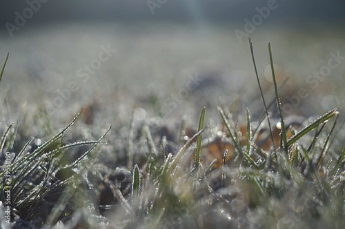 grass in the frost, morning frost 