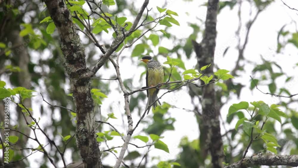 Swallow-tailed Cotinga perched on branch scene. Video recorded in Vargem Alta, Espírito Santo - Southeast of Brazil. Atlantic Forest Biome. Swallow-tailed Cotinga perched on branch scene. Video recorded in Vargem Alta, Espírito Santo - Southeast of Brazil. Atlantic Forest Biome.
