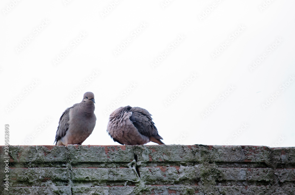 Obraz premium Ave pomba bird