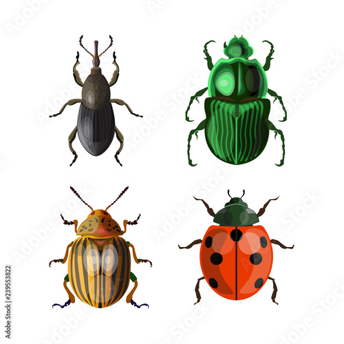 Set of vector beetles