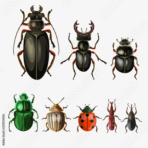 Vector set of beetles © Hennadii