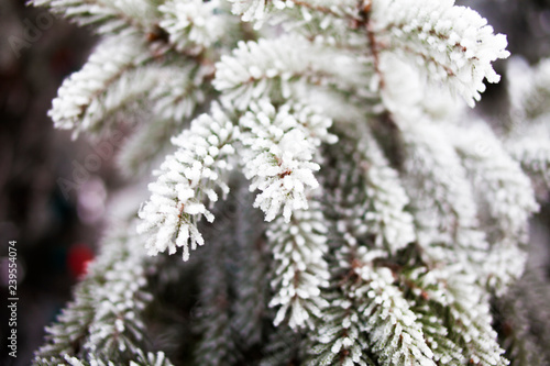 spruce branch in snow frost