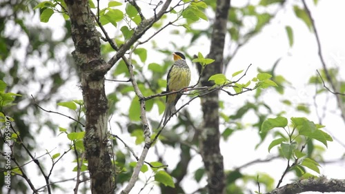 Swallow-tailed Cotinga perched on branch scene. Video recorded in Vargem Alta, Espírito Santo - Southeast of Brazil. Atlantic Forest Biome.