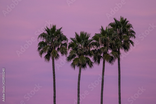 cuatro palmeras sobre cielo morado
