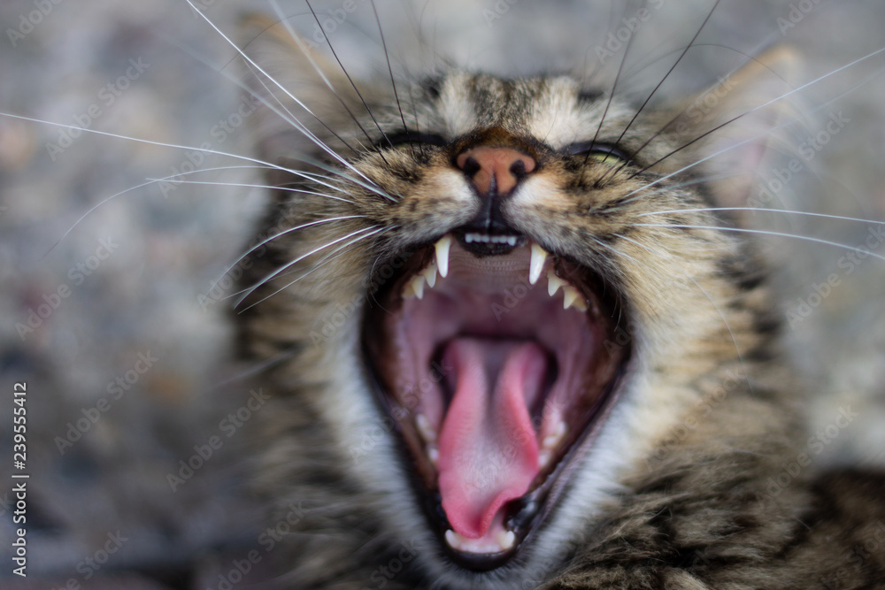 Obraz premium Sleepy Cat