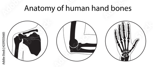 Vector illustration set of human hand skeletal anatomy