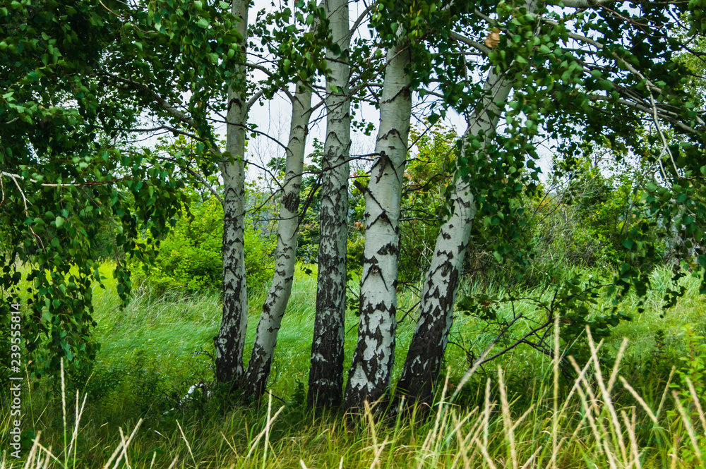 Fototapeta premium Birch standing in the field. Landscape of the Russian countryside.