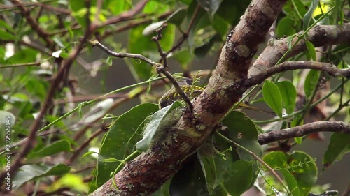 Swallow-tailed Cotinga perched on branch scene. The bird shakes its head and looks around. Video recorded in Vargem Alta, Espírito Santo - Southeast of Brazil. Atlantic Forest Biome. photo