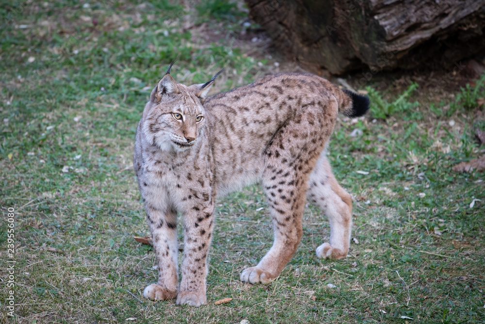 Obraz premium lince