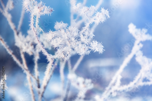 Flower in winter with frozen ice crystals. Beautiful winter seasonal natural background. Winter landscape. Frozen branch. Winter frosts. © AlexVP76